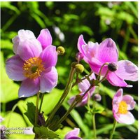 Japanese Anemone 'September Charm' - Flowering Hardy Perennial | Wowcher