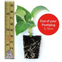 Fuchsia Giant Flowering Trailing Plug Plants - 5, 10 or 20 Mixed Varieties | Wowcher
