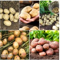 Potato Must Have Collection - 5kg Seed Potato Tubers, Mixed Varieties | Wowcher