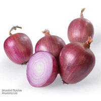 Spring Onion 'Rosanna Pink' - Gourmet, Mild, Heat-Treated Bulbs | Wowcher