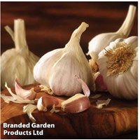 Garlic 'Picardy Wight' - Hardy Softneck Bulb for Spring & Autumn Planting | Wowcher