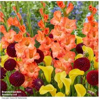 Festival Summer Flowering Bulb Mix - Dahlias, Callas & Gladioli | Wowcher