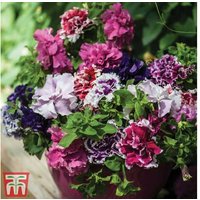 Petunia 'Orchid-Flowered Mixed' F1 Hybrid - Double Flowering Bedding Plants (30 or 60 Pack) | Wowcher