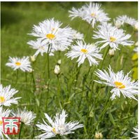 Leucanthemum 'Crazy Daisy' - Flowering Perennial Shasta Daisy (6, 12 or 24 Plants) | Wowcher