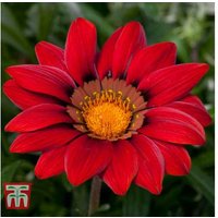 Gazania Daybreak Red Flowering Plug Plants - Up to 42 Pack, Drought Tolerant, Compact Annual | Wowcher