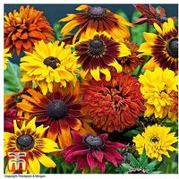48 Plug Plants Mixed Summer Bedding - Colourful Flowering Annuals | Wowcher