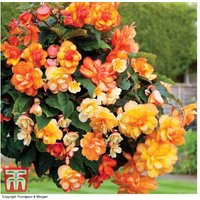 Begonia 'Apricot Shades Improved' F1 Hybrid - 42 Flowering Plug Plants | Wowcher