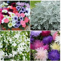 Annual Bedding Plant Collection - 24 or 48 Easy-Grow Flowering Plants | Wowcher