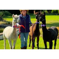 Alpaca Trekking Adventure for 2 or 4 People - North Wales - Fun Walks & Friendly Animal Encounters | Wowcher