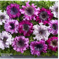 Petunia 'Superbissima' Plug Plants - Extra-Large Flowering Annuals | Wowcher