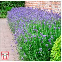 Lavender 'Munstead' Hardy Perennial - Aromatic Flowering Shrub (45cm) | Wowcher