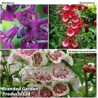 Penstemon 'Ice Cream Collection' Flowering Perennial Plug Plants - 3, 6 or 9 Pack | Wowcher