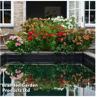 Alstroemeria 'Summer Rose' Perennial - Deep Pink Flowering Plug Plants (1 or 3 Pack) | Wowcher