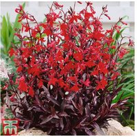 Lobelia Queen Victoria Perennial Plug Plants - Scarlet Flowering, 90cm | Wowcher