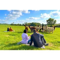 Date Night with Alpacas and Prosecco Cream Tea - Charnwood Forest | Things To Do