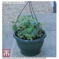 Sherbet Lemon Mixed Hanging Basket - Preplanted Flowering Annuals | Wowcher