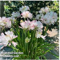 Agapanthus 'Blush Pink' Perennial - Flowering, Drought Tolerant Plant | Wowcher