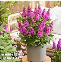 Buddleja Butterfly Candy Little Cerise Flowering Shrub - Attracts Pollinators, 9cm Pot | Wowcher