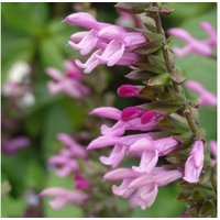 Salvia 'Pink Amistad' Perennial - Flowering Garden Plant (1 or 3 Pack) | Wowcher