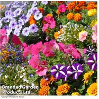 Summer Flowering Garden Ready Bedding Plants - Mixed Lucky Dip | Wowcher