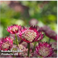 Astrantia major 'Moulin Rouge' - Flowering Perennial Plant (1 or 3 Potted Plants) | Wowcher
