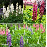 Lupin Chelsea Mix Perennial Flowering Plants - 3 or 6 Pack | Wowcher