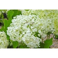 Hydrangea 'Annabelle' Flowering Shrub - RHS Award, 250cm, 9cm Pot | Wowcher