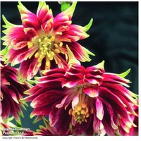 Aquilegia 'Nora Barlow' Flowering Perennial - Unique Double Blooms, Hardy, 60-75cm | Wowcher