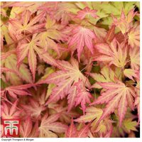 Acer palmatum 'Orange Dream' Japanese Maple Tree - Colour-Changing Foliage, 3L Pot | Wowcher