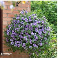 Petunia 'Supertunia Priscilla' Preplanted Hanging Basket - Flowering Annual | Wowcher