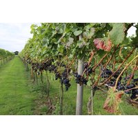Afternoon Tea for 2 with Sparkling Upgrade - Yorkshire Heart Vineyard, York | Things To Do