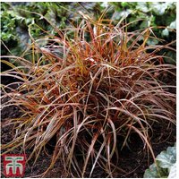 Uncinia rubra 'Everflame' - Evergreen Ornamental Sedge Grass | Wowcher