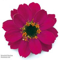 Zinnia Profusion Mixed - Flowering Annual Bedding Plant, Butterfly Magnet | Wowcher
