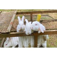 Private Farm Tour and Animal Encounter for Up to Five Guests | Wowcher