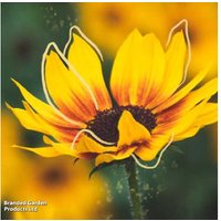 Sunflower SunBelievable 'Brown Eyed Girl' - Flowering Annual, Compact, 3L Pots | Wowcher