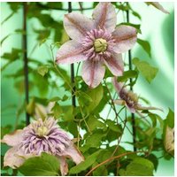 Clematis 'Mochi' Flowering Perennial - Hardy Climbing Plant | Wowcher