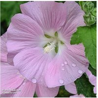 Lavatera Shrub - Marshmallow 'Strawberry Cream', Flowering Perennial, 1m Tall | Wowcher