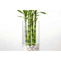 Lucky Bamboo Straight Stem Indoor Plant - Hydroponic, Low-Maintenance, Modern Gift | Wowcher