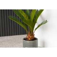 King Sago Palm Tree - Cycas Revoluta Outdoor & Indoor Exotic Plant | Wowcher