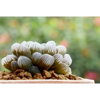 Haworthia Cooperi Succulent Houseplant - Compact, Low-Maintenance, Air-Purifying Indoor Plant | Wowcher