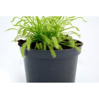 Cape Sundew (Drosera capensis) - Carnivorous Houseplant for Natural Pest Control | Wowcher