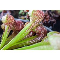 White Trumpet Pitcher Plant - Sarracenia leucophylla Carnivorous Houseplant | Wowcher