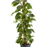 Epipremnum Devil's Ivy Houseplant - Easy-Care Indoor Climber | Wowcher