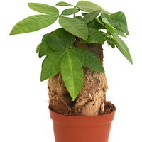Pachira Aquatica Money Tree - Indoor Air Purifying Plant | Wowcher