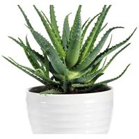 Aloe Vera Indoor Houseplant - Easy-Care Succulent for Home or Office | Wowcher