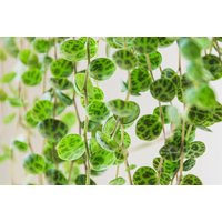 Peperomia String of Turtles Houseplant - Air-Purifying, Low-Maintenance Indoor Plant | Wowcher