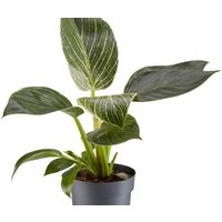 Philodendron White Measure Indoor Plant - Low Light Air Purifier with Exotic Gold-Striped Foliage | Wowcher