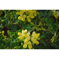 3 Coronilla Citrina Evergreen Patio Shrubs - Winter-Flowering, Coastal Hardy, Scented Potted Plants | Wowcher