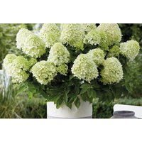 Hydrangea paniculata 'Little Spooky' Compact Garden Shrub - Long-Flowering, Low Maintenance | Wowcher