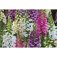 Digitalis Dalmatian Mix Foxglove Plants - Perennial Colourful Bedding for UK Gardens | Wowcher